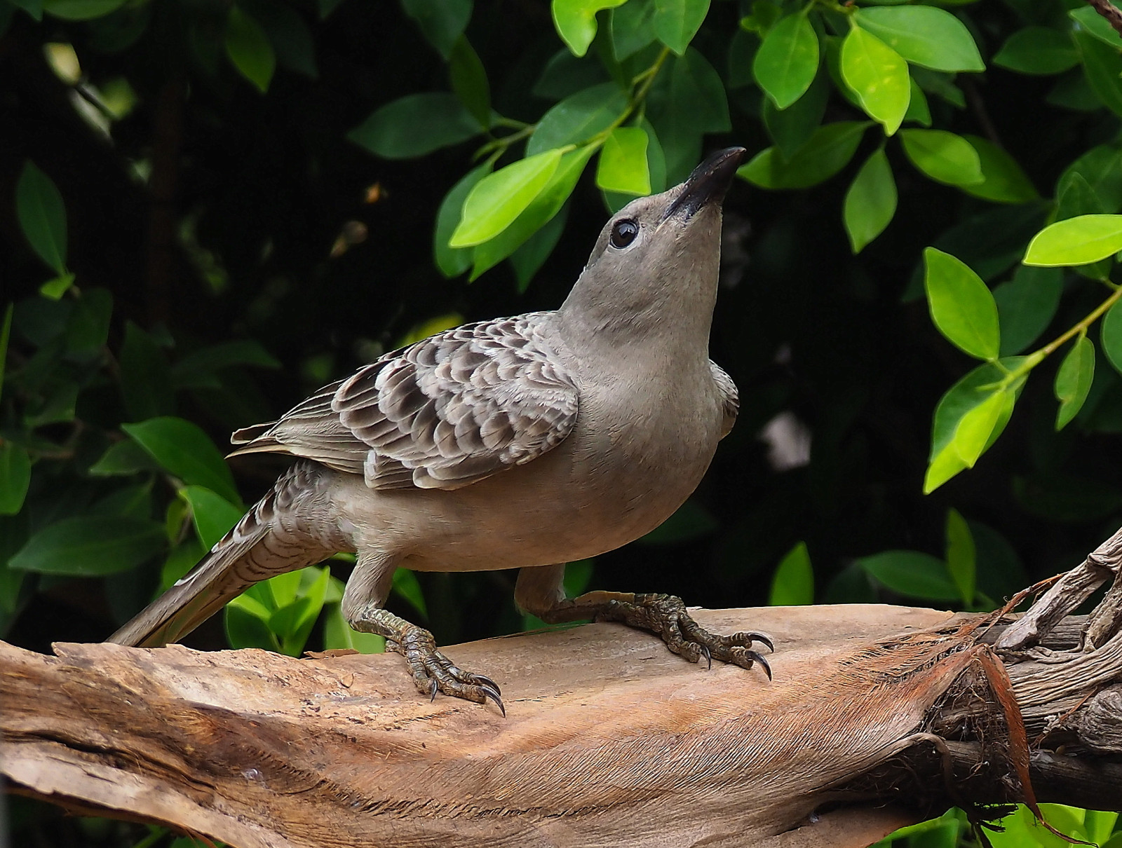 Great Bowerbird Chlamydera Nuchalis Birdingplaces